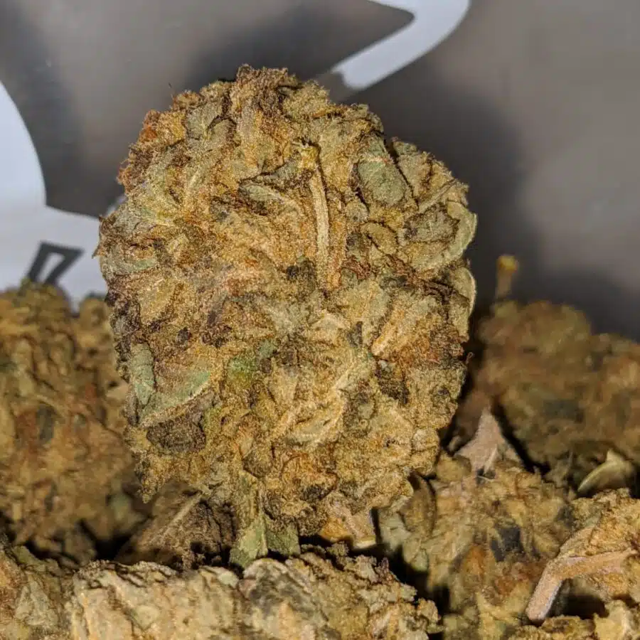 cheap indica 1 I Cheap Indica