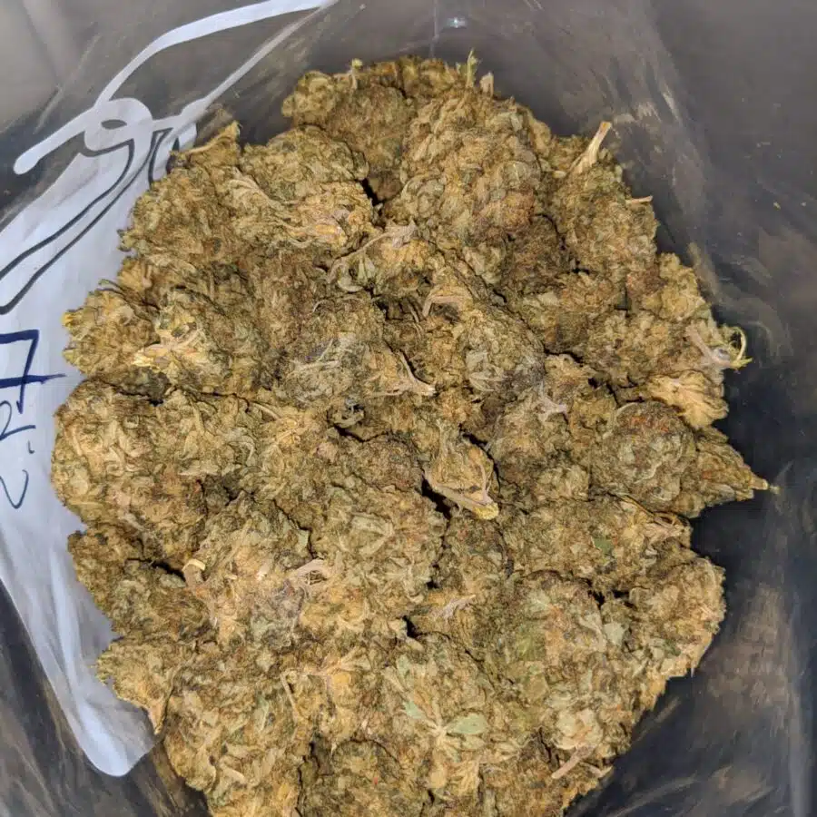 cheap indica 3 I Cheap Indica