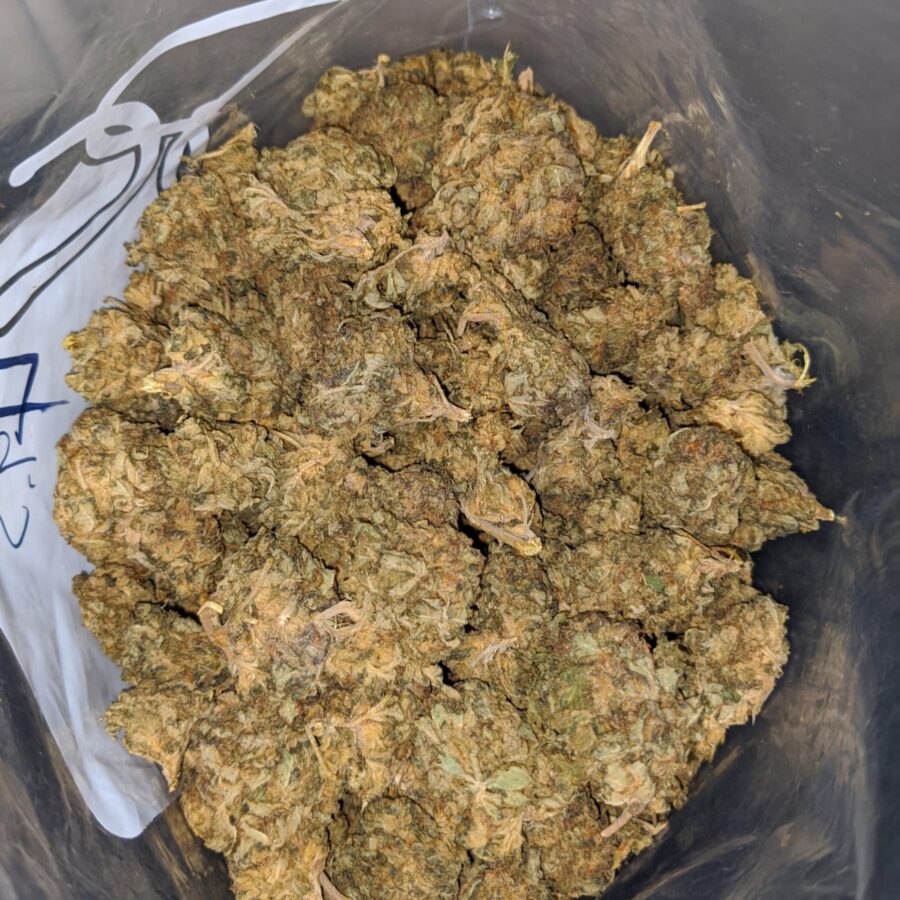 cheap indica 4 I Cheap Indica