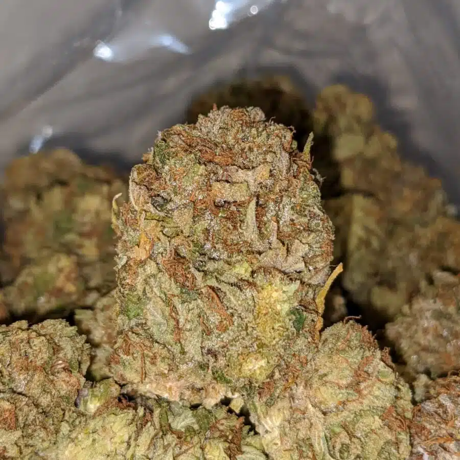 ewb 3 I Kings Bubba - *Deal Of The Day*
