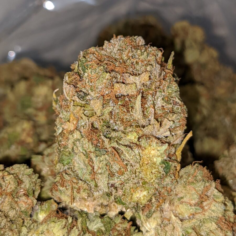 ewb 4 I Kings Bubba - *Deal Of The Day*