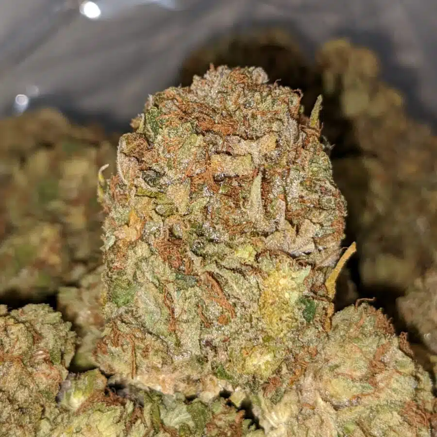 ewb 4 I Kings Bubba - *Deal Of The Day*