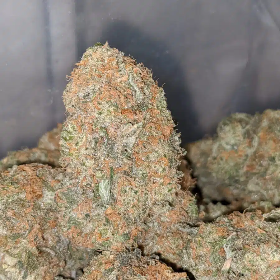 island sweet skunk 1 I Island Sweet Skunk