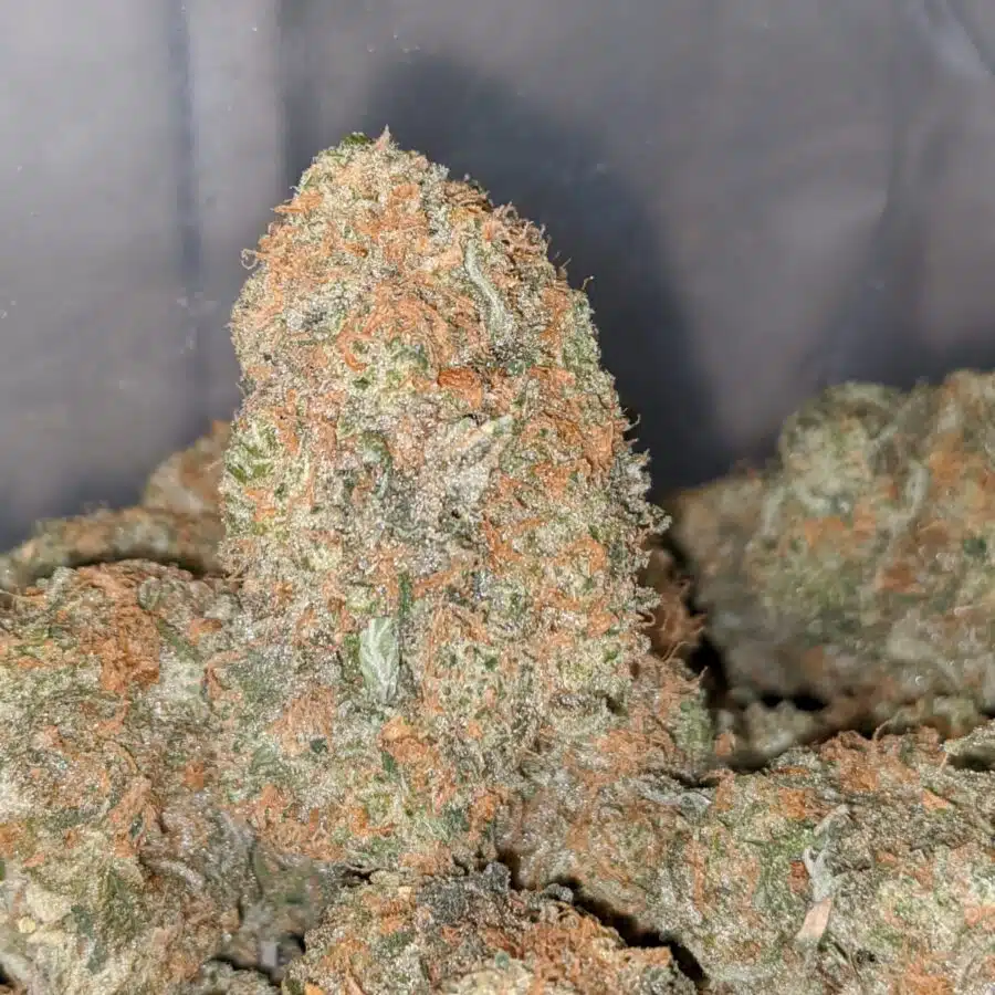 island sweet skunk 2 I Island Sweet Skunk
