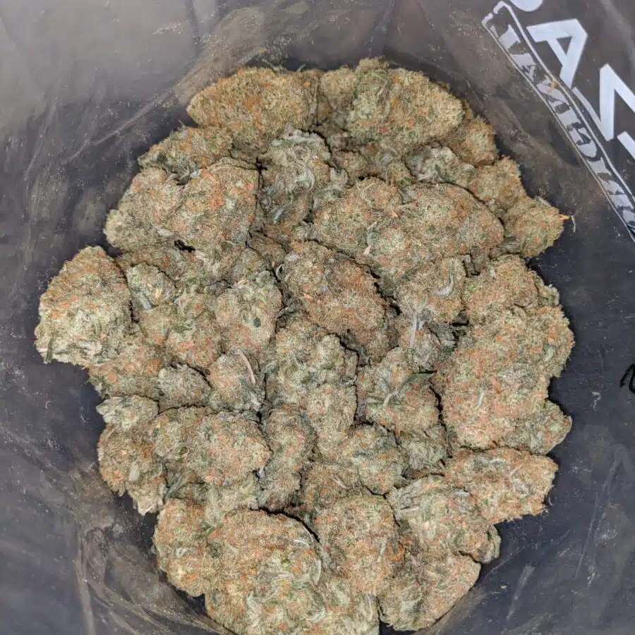 Island Sweet Skunk