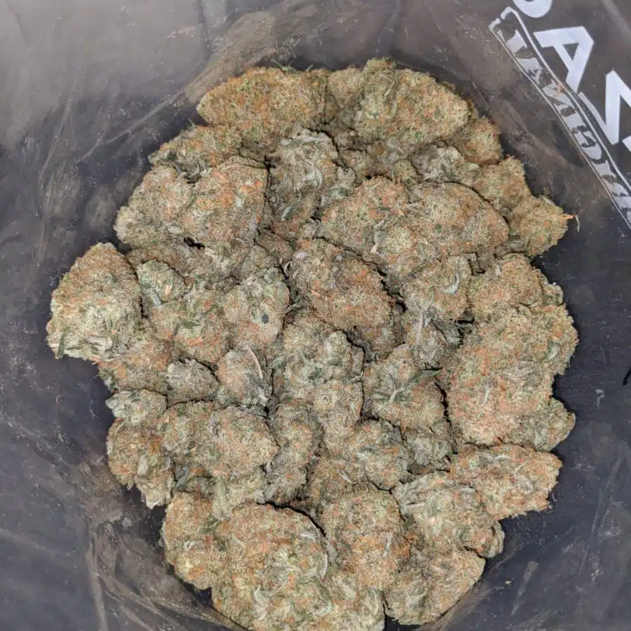 island sweet skunk 4 I Island Sweet Skunk