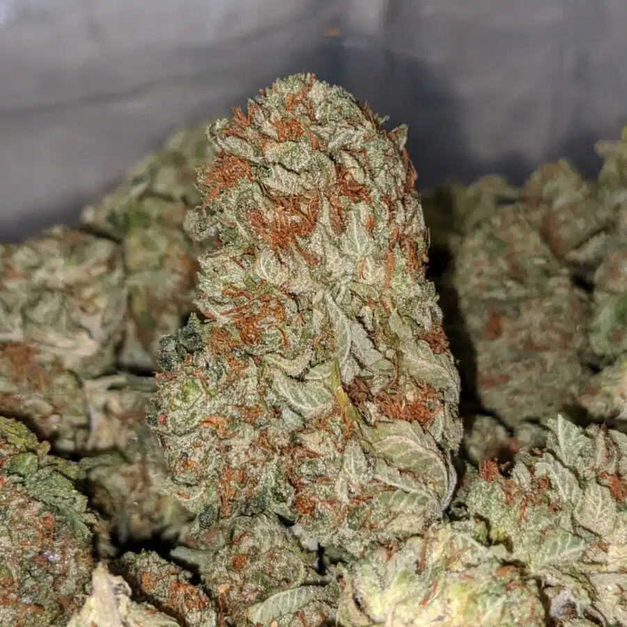 og kosher kush 1 I OG Kosher Kush