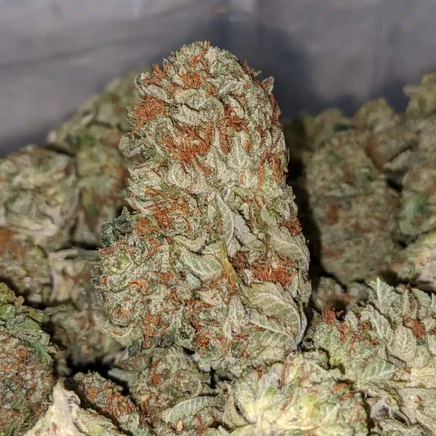 og kosher kush 2 I OG Kosher Kush