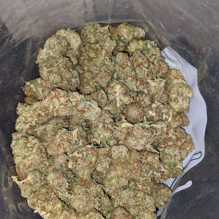 OG Kosher Kush - Image 7