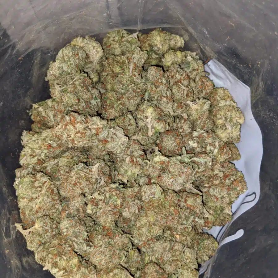 og kosher kush 3 I OG Kosher Kush