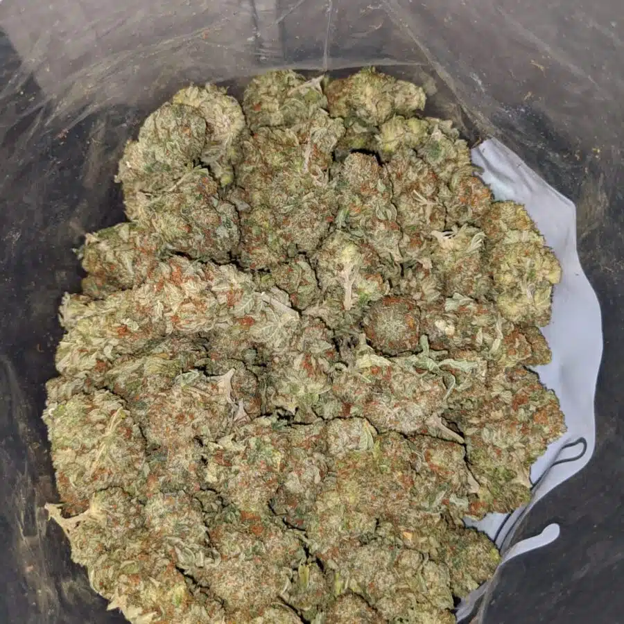 og kosher kush 4 I OG Kosher Kush