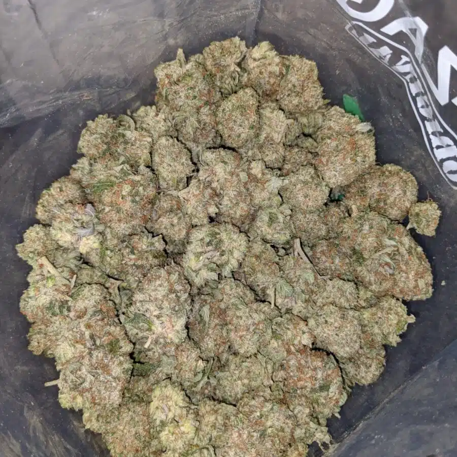 pink gas 4 I Pink Gas