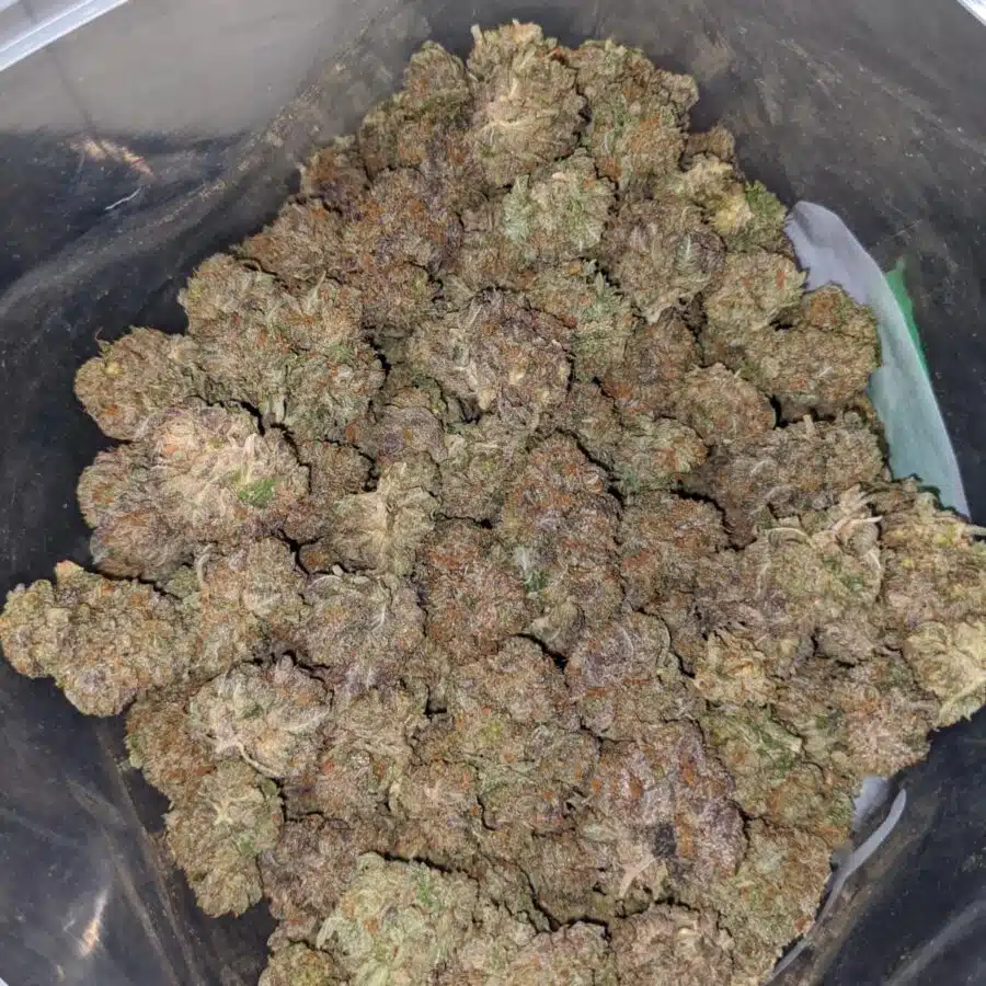 purple bubba dod 3 I Purple Bubba - *Deal Of The Day*