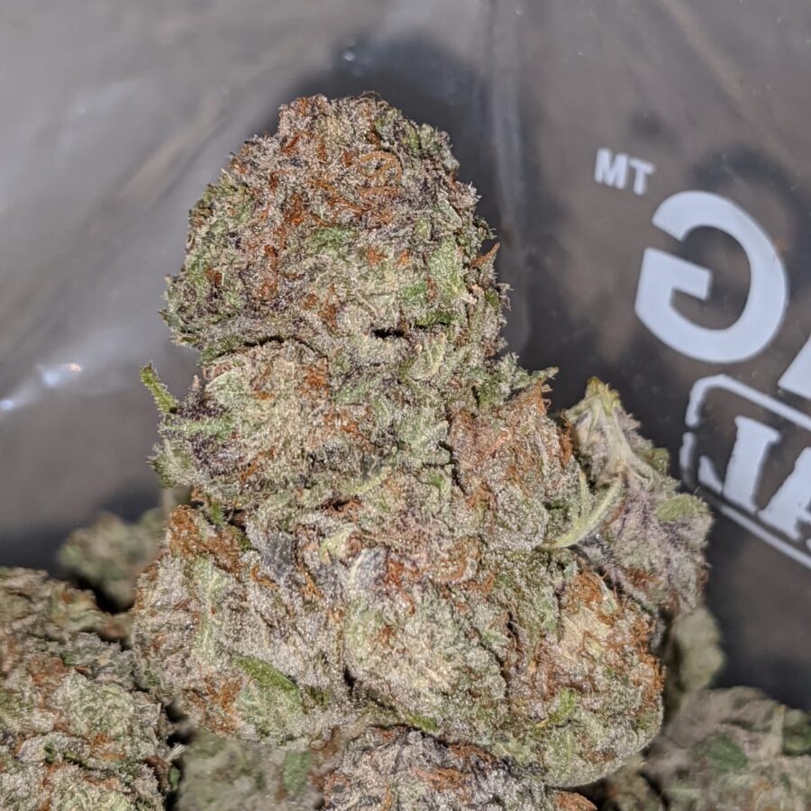 purple hashplant 1 I Purple Hashplant