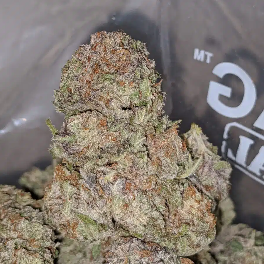 purple hashplant 1 I Purple Hashplant