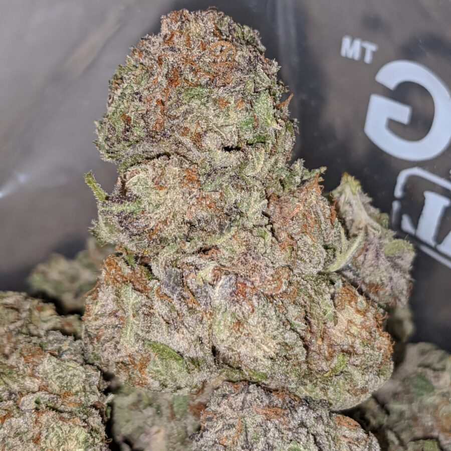 purple hashplant 2 I Purple Hashplant