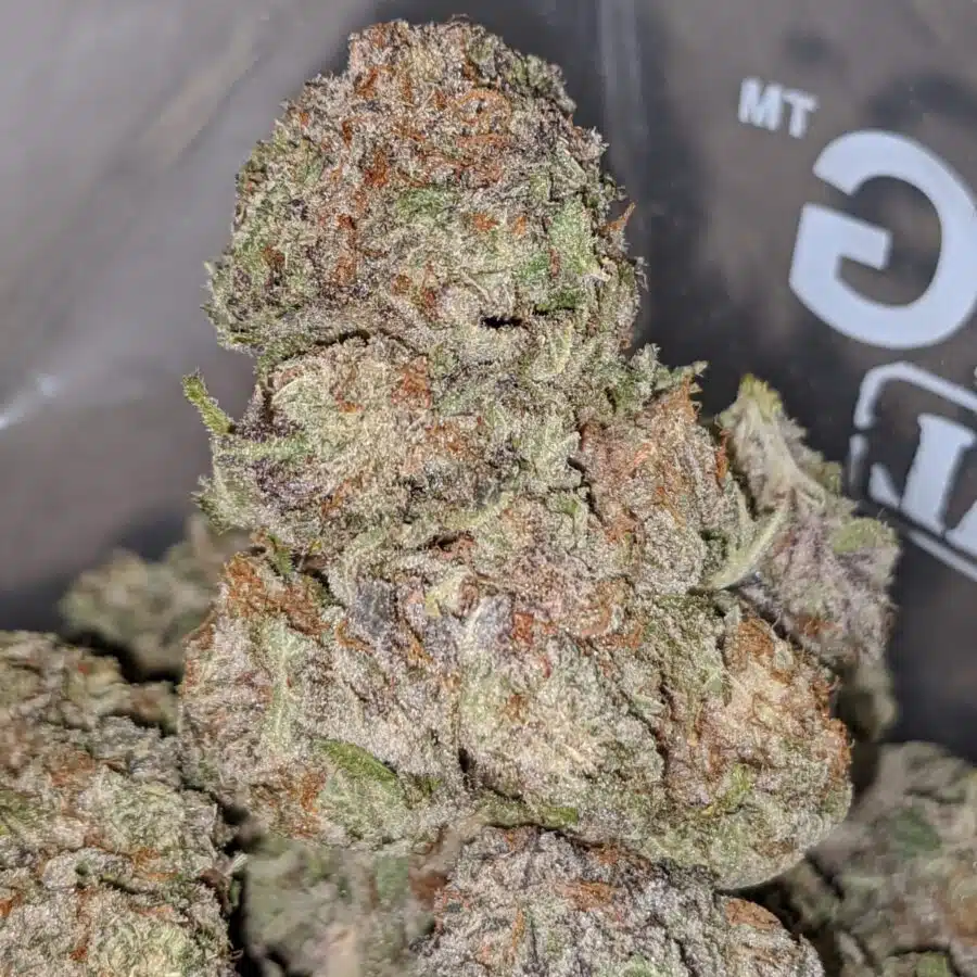 purple hashplant 2 I Purple Hashplant