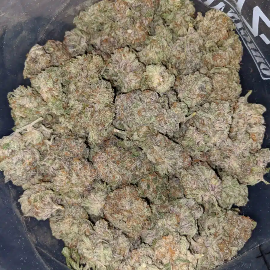purple hashplant 3 I Purple Hashplant