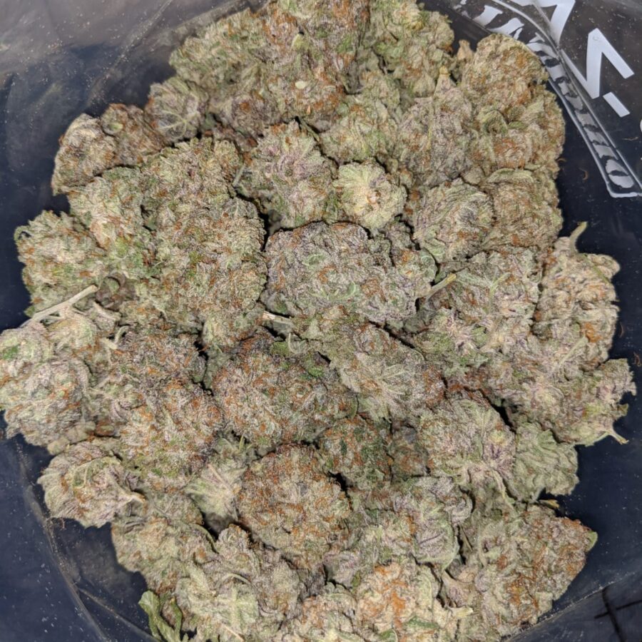 purple hashplant 4 I Purple Hashplant
