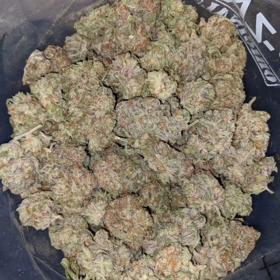 purple hashplant 4 I Purple Hashplant