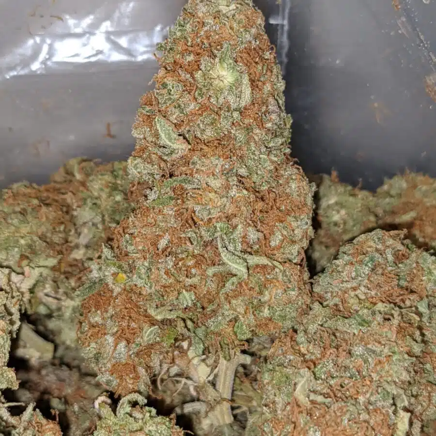 red congo dod 1 1 I Red Congo - *Deal Of The Day*