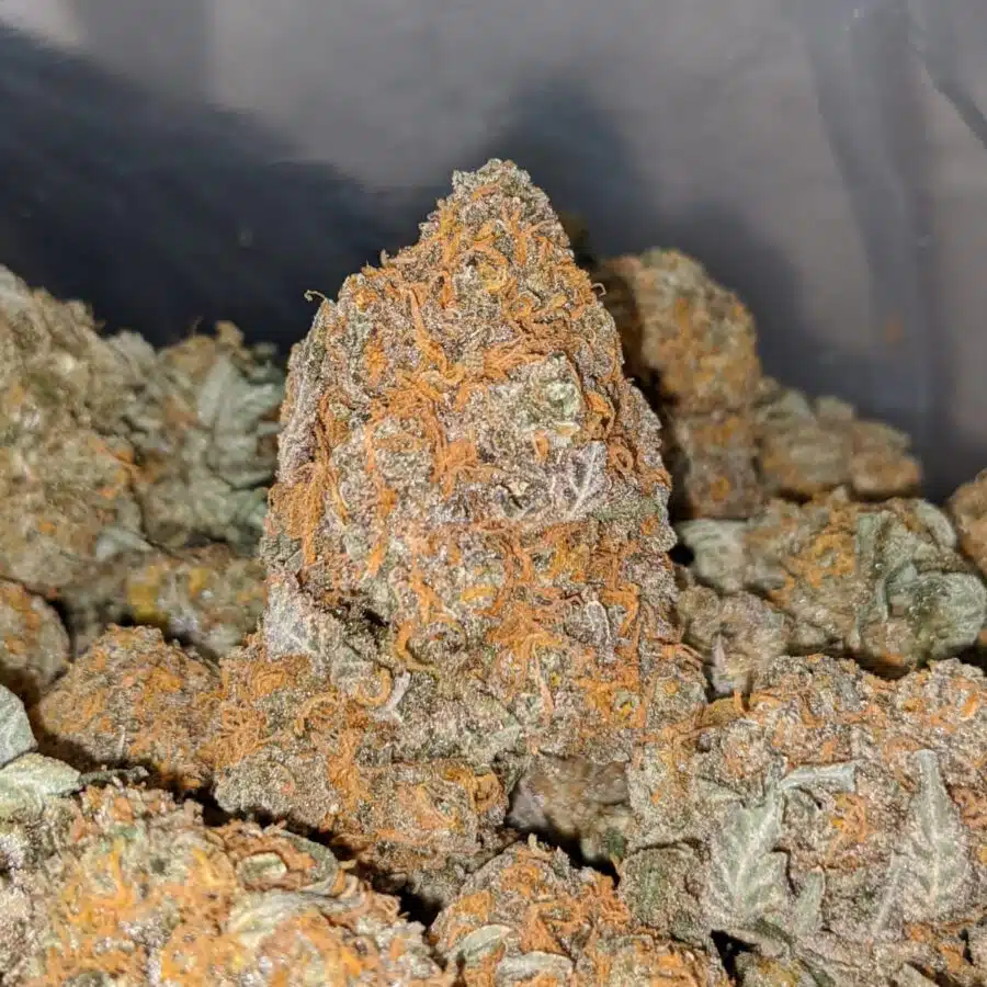 red congo dod 1 I Red Congo - *Deal of the Day*
