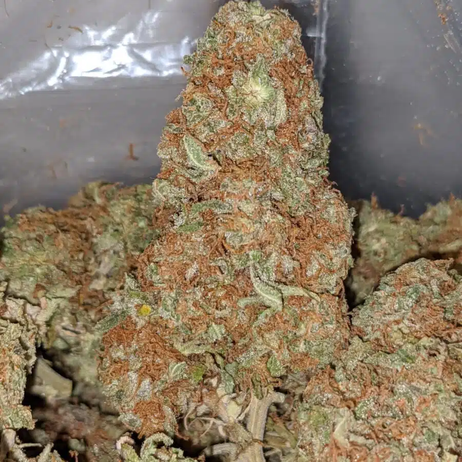 red congo dod 2 1 I Red Congo - *Deal Of The Day*