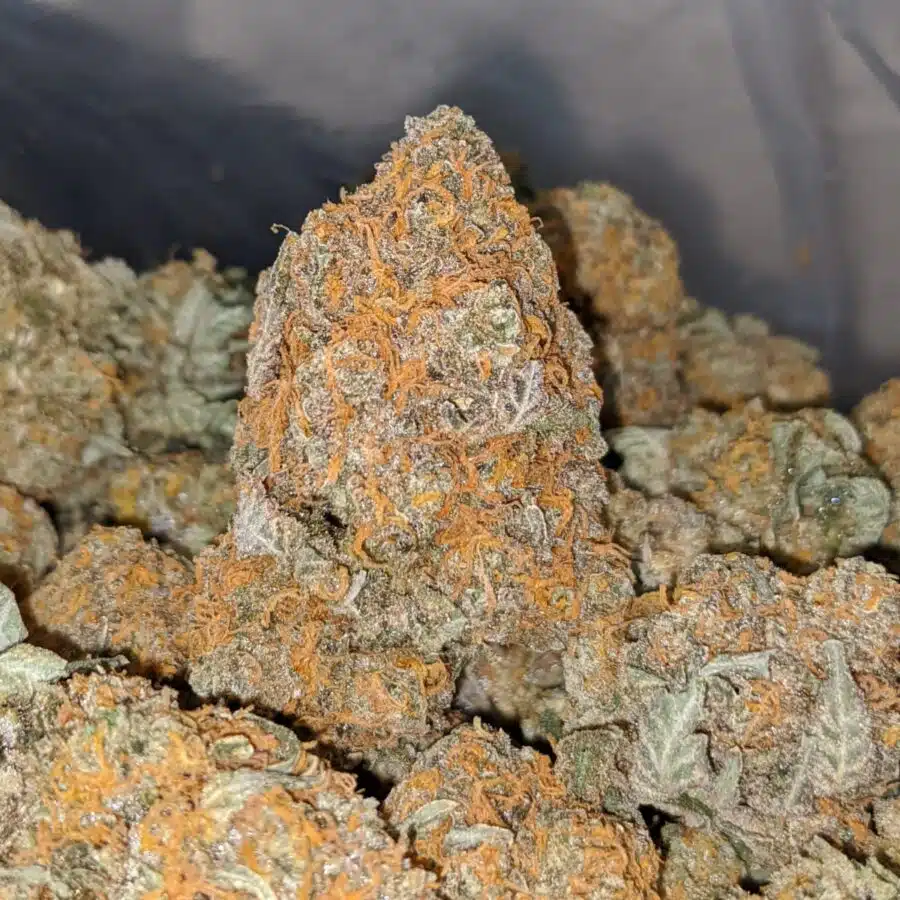 red congo dod 2 I Red Congo - *Deal of the Day*