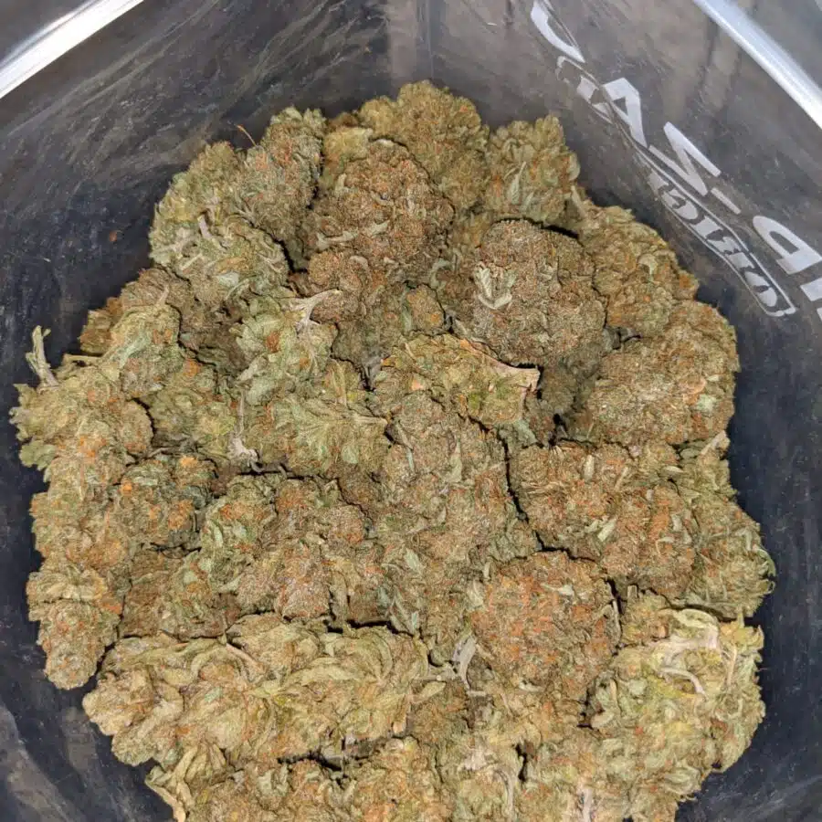 tony wtf kush 3 I WTF Kush #2