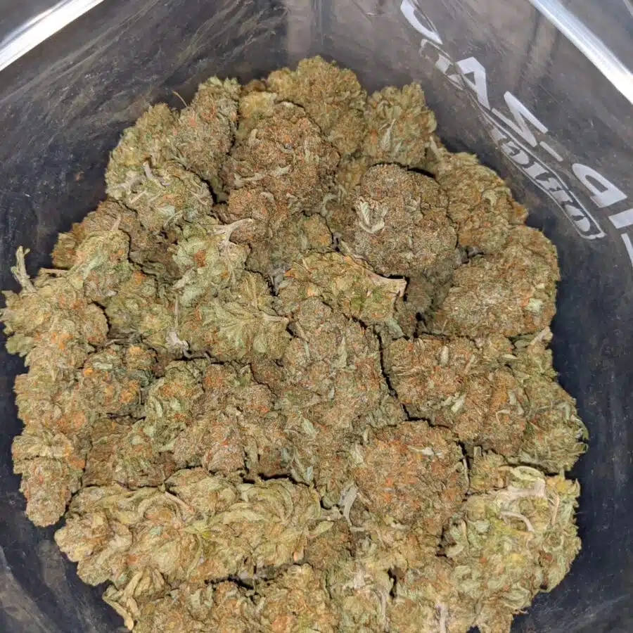 tony wtf kush 4 I WTF Kush #2