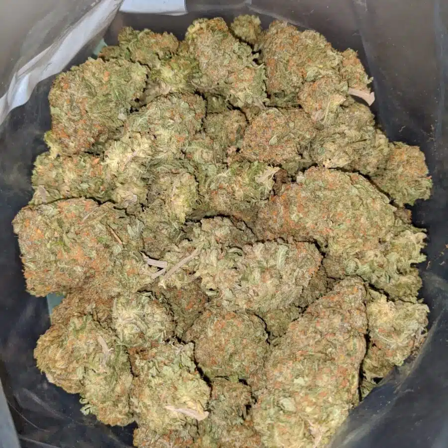 tonys nuken 2 I White Nuken