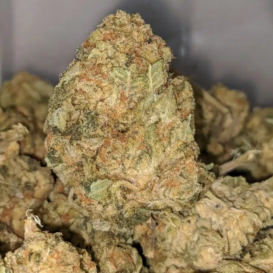 yellow congo dod 1 I Yellow Congo - *Deal Of The Day*