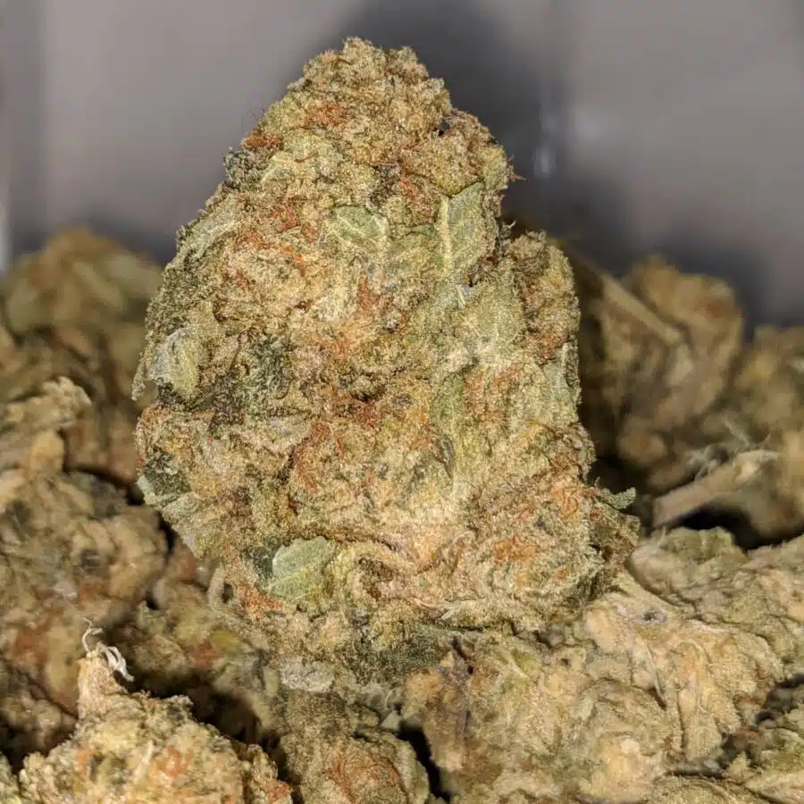 yellow congo dod 2 I Yellow Congo - *Deal Of The Day*