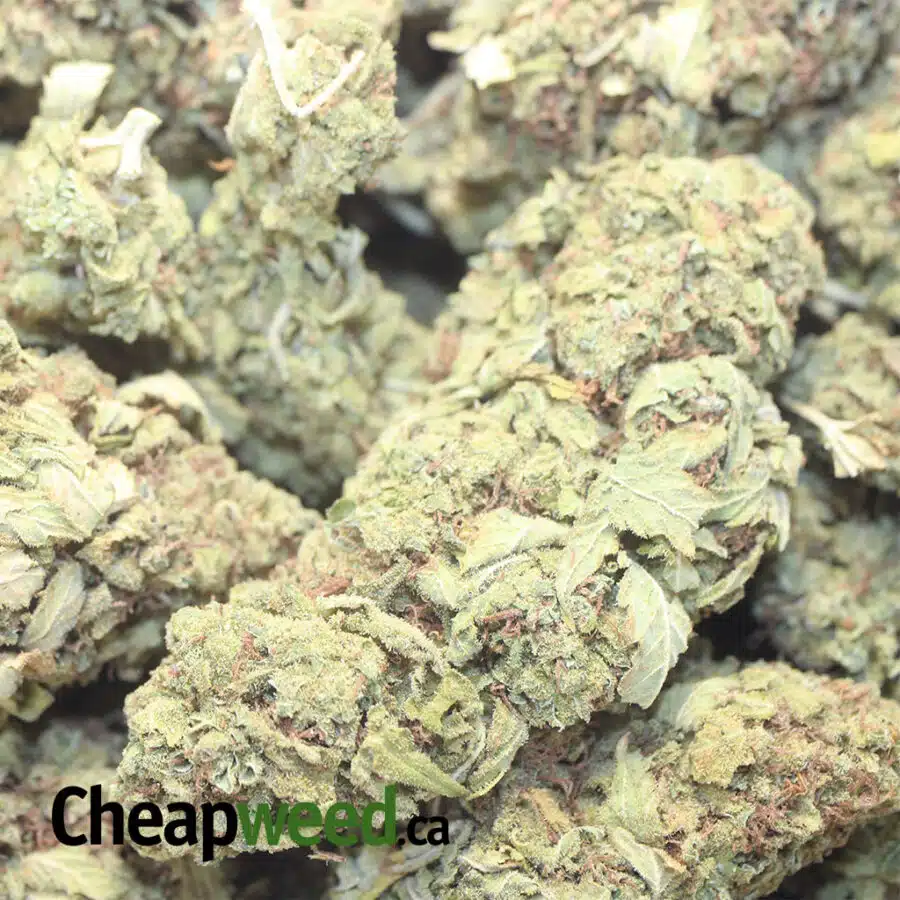 yellow kush aa 2 I Yellow Kush AA+