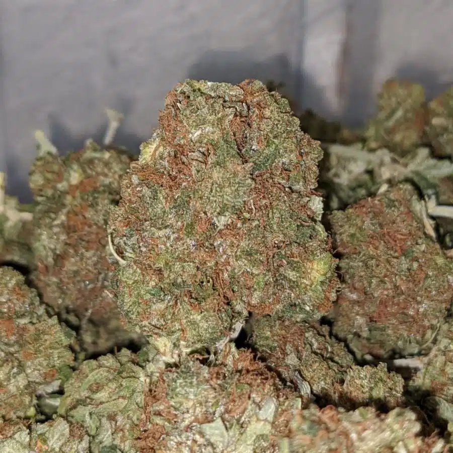 yoda og 1 I Yoda OG
