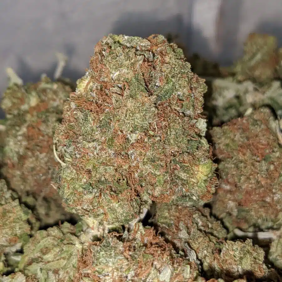 yoda og 2 I Yoda OG