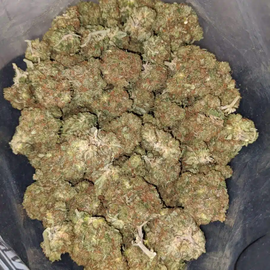 yoda og 3 I Yoda OG