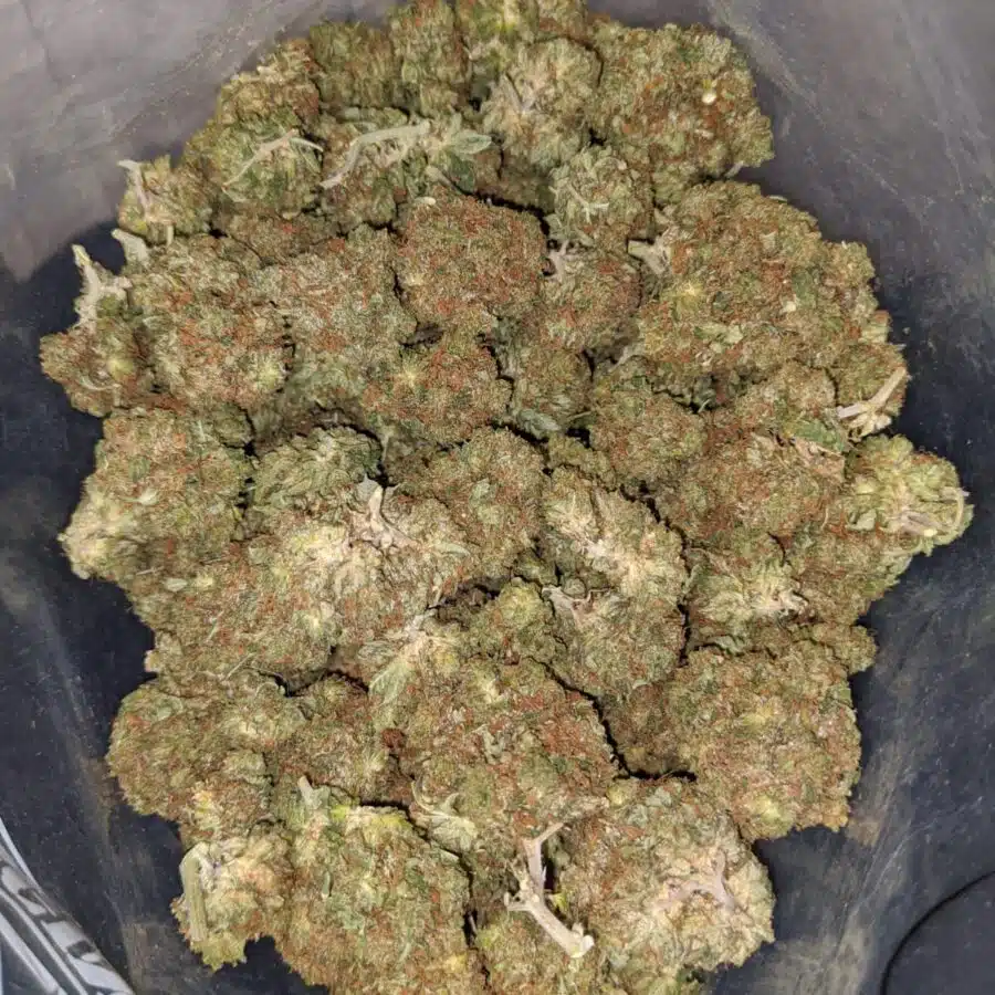 yoda og 4 I Yoda OG