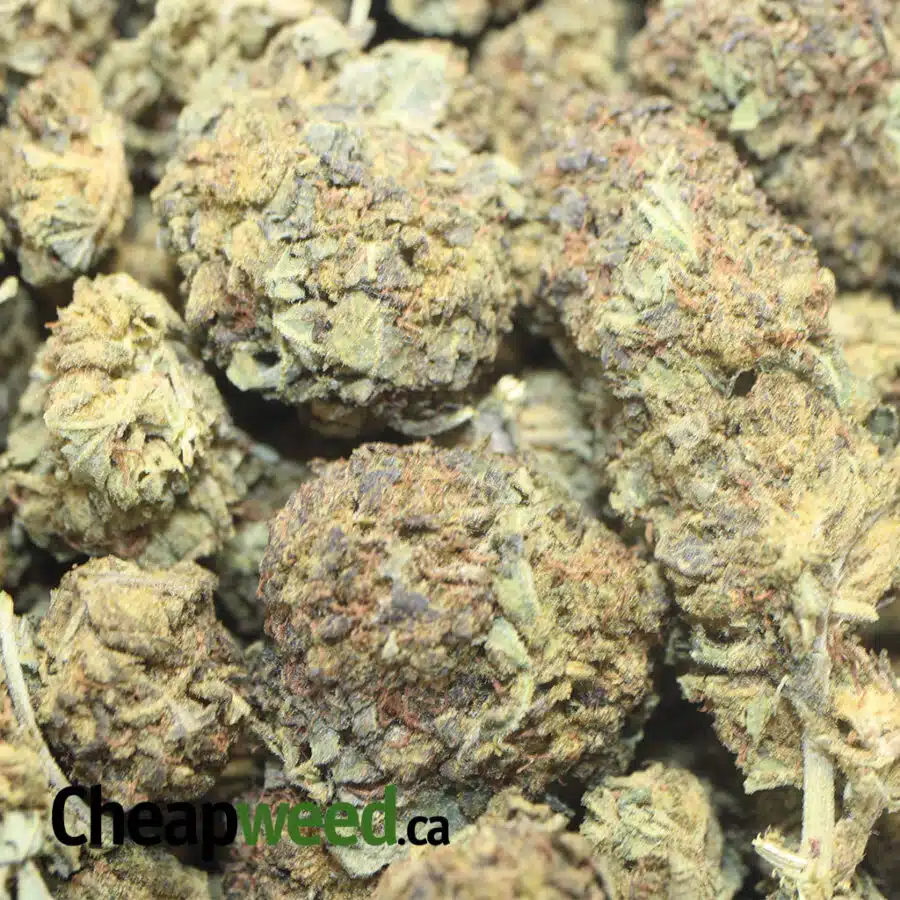 AA CHEAP SATIVA 1 I Cheap Sativa #2