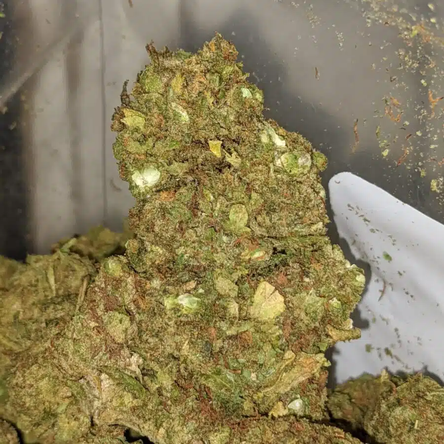 AA Green Poison 1 I AA+ Green Poison