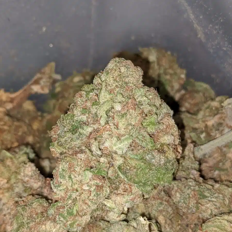 AA Purple Cream 1 I AA+ Purple Cream