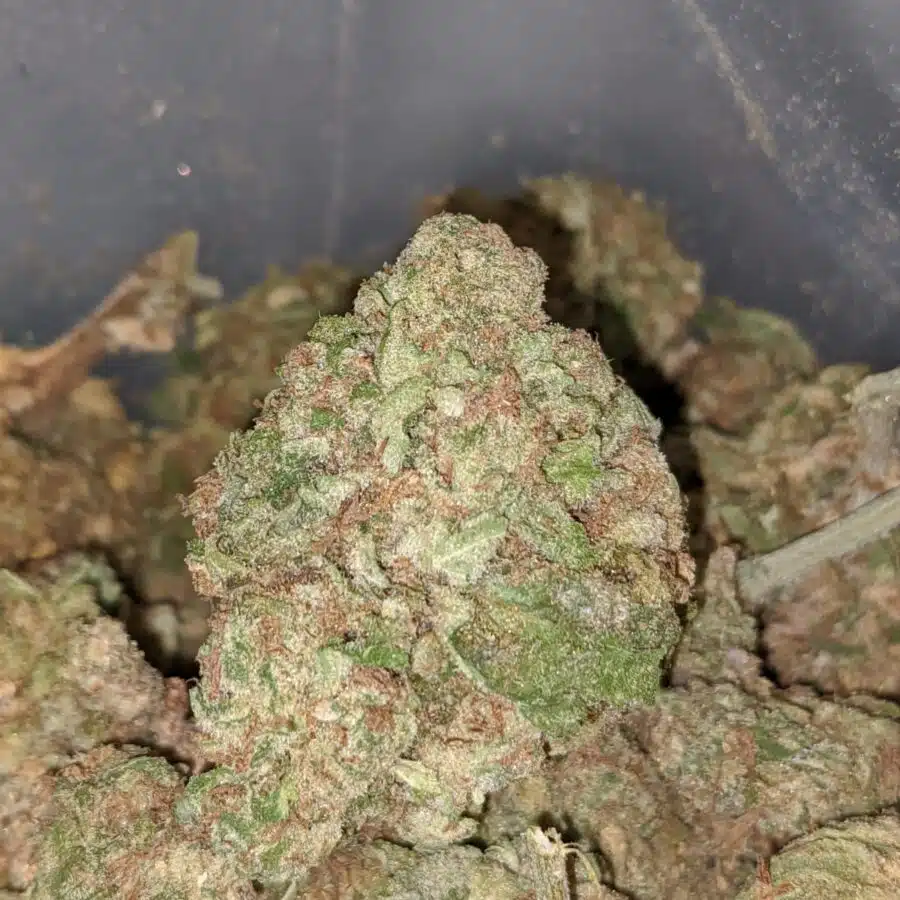 AA Purple Cream 2 I AA+ Purple Cream
