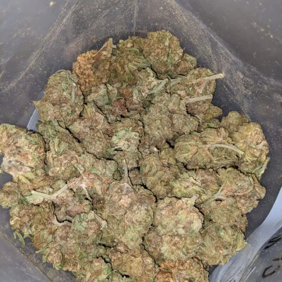 AA Purple Cream 3 I AA+ Purple Cream
