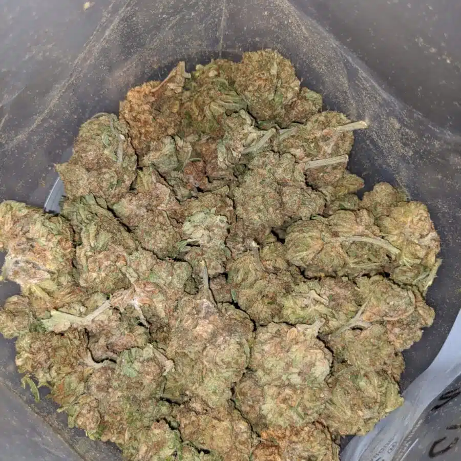 AA Purple Cream 4 I AA+ Purple Cream