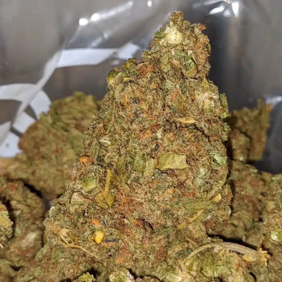 AA Venom OG 1 I Great White Shark - Deal of the Day
