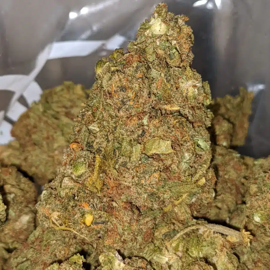 AA Venom OG 2 I Great White Shark - Deal of the Day