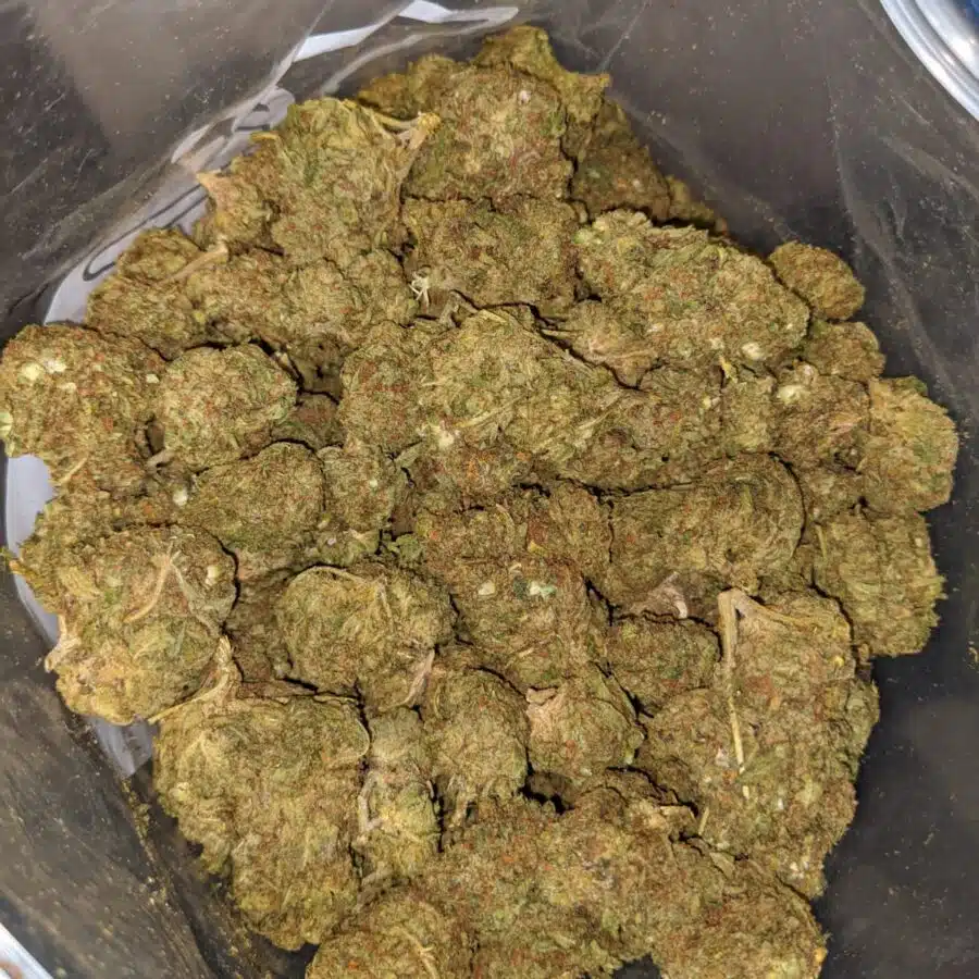 AA Venom OG 3 I Great White Shark - Deal of the Day