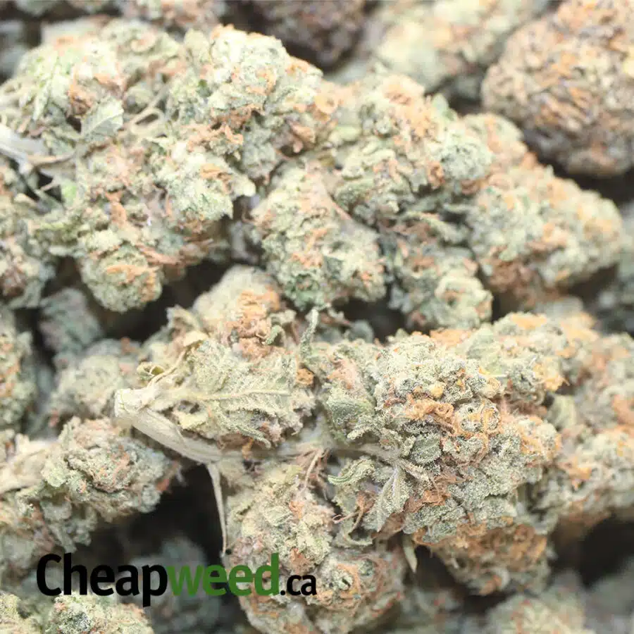 AAA MIXED BLUE STRAIN 1 I AAA- Mixed Blue Strain
