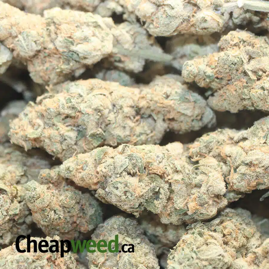 ACDC DOD 1 I ACDC - *Deal Of The Day*