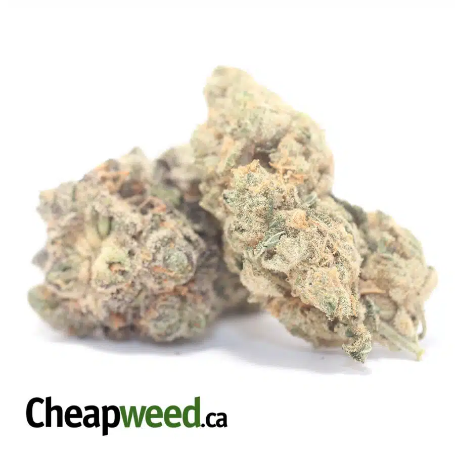 ACDC DOD 3 I ACDC - *Deal Of The Day*